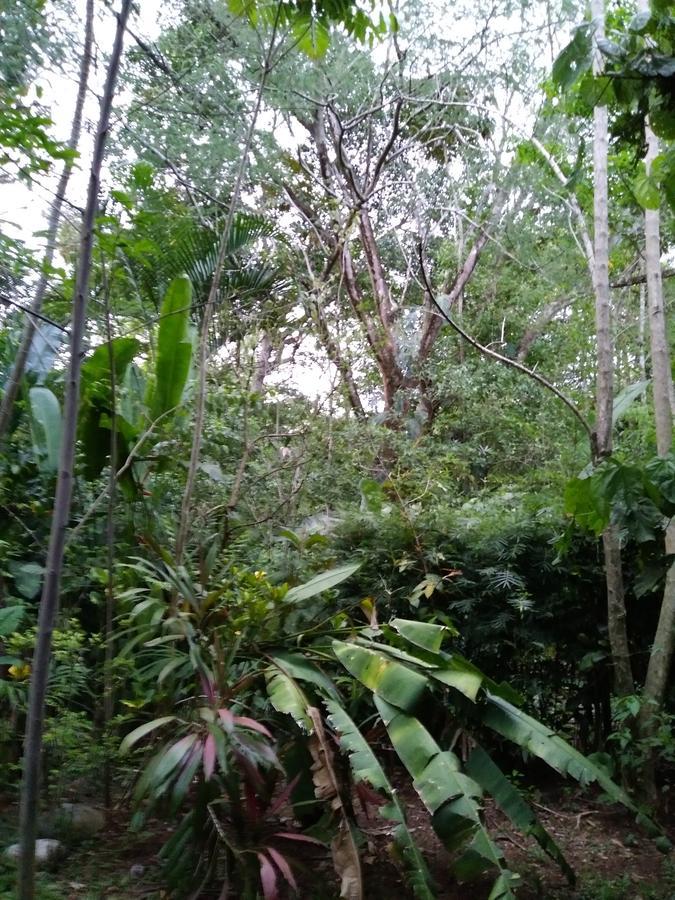 Hospedaje El Bosquecito Uvita Eksteriør billede